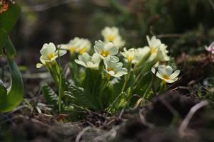 Пример фотографии снятой на Canon 450D + Юпитер-37А (135/3,5) + переходник canon EOS-M42